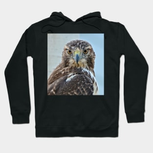 Red Tailed Hawk Close Up Hoodie